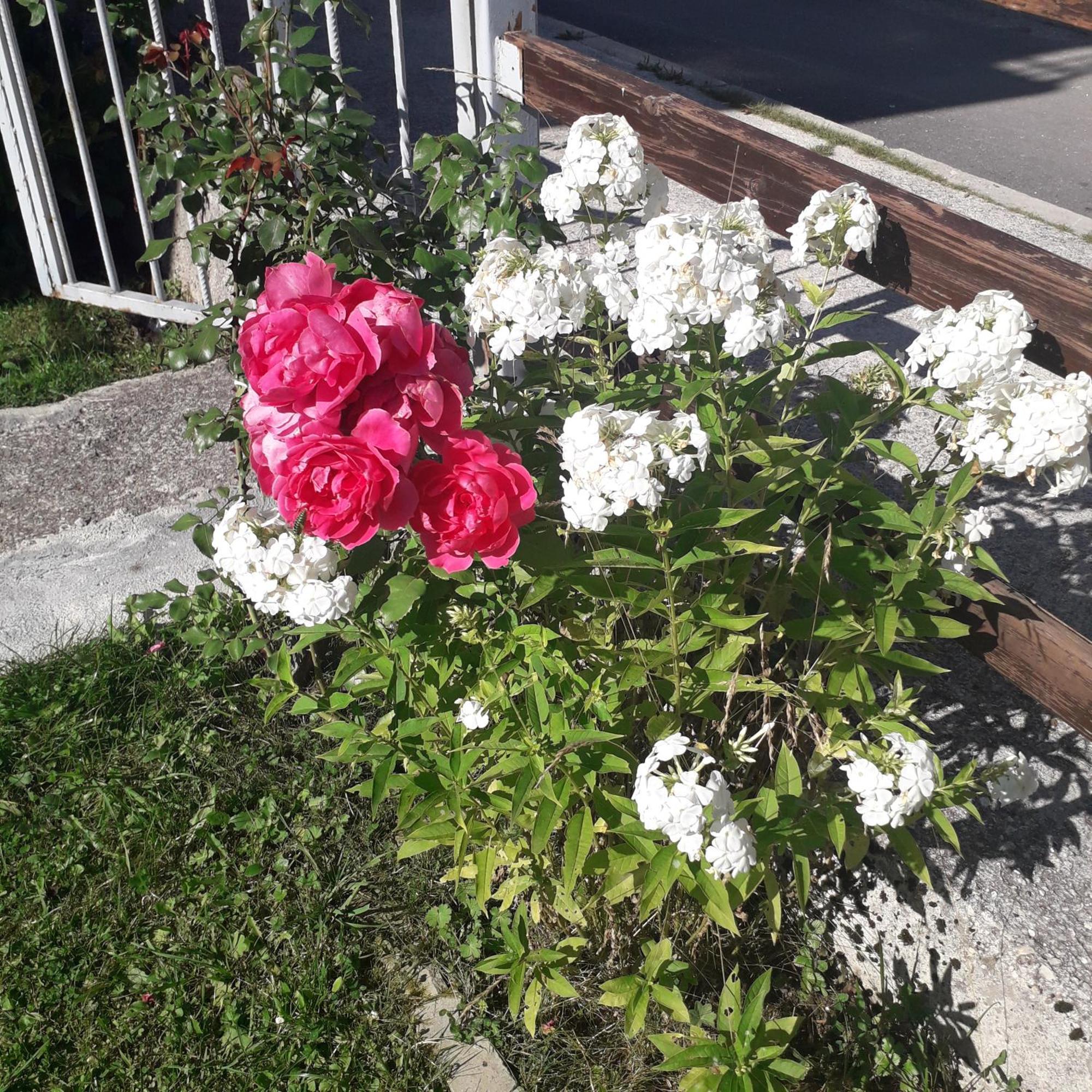 Guesthouse Andrea A Žabljak Buitenkant foto